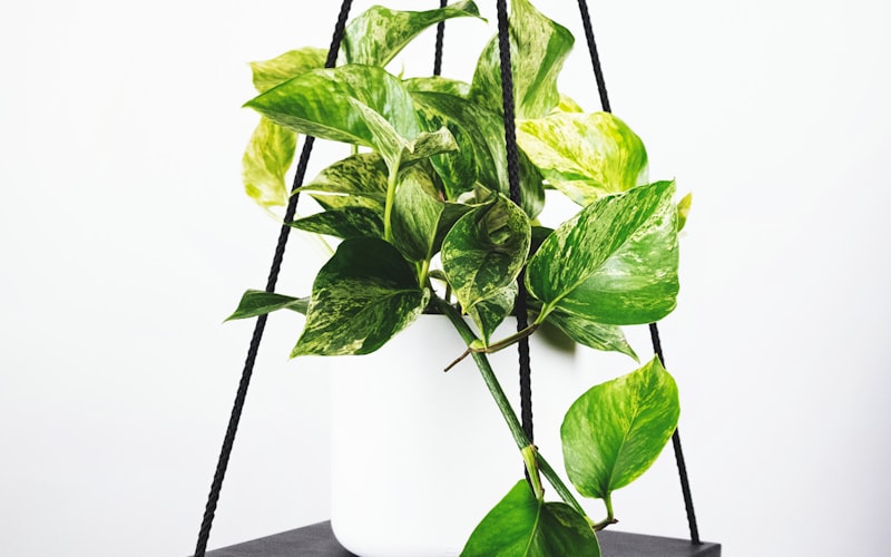 世界杯足球比赛数据分析仪表盘界面截图 - 显示各种概率图表与统计数据